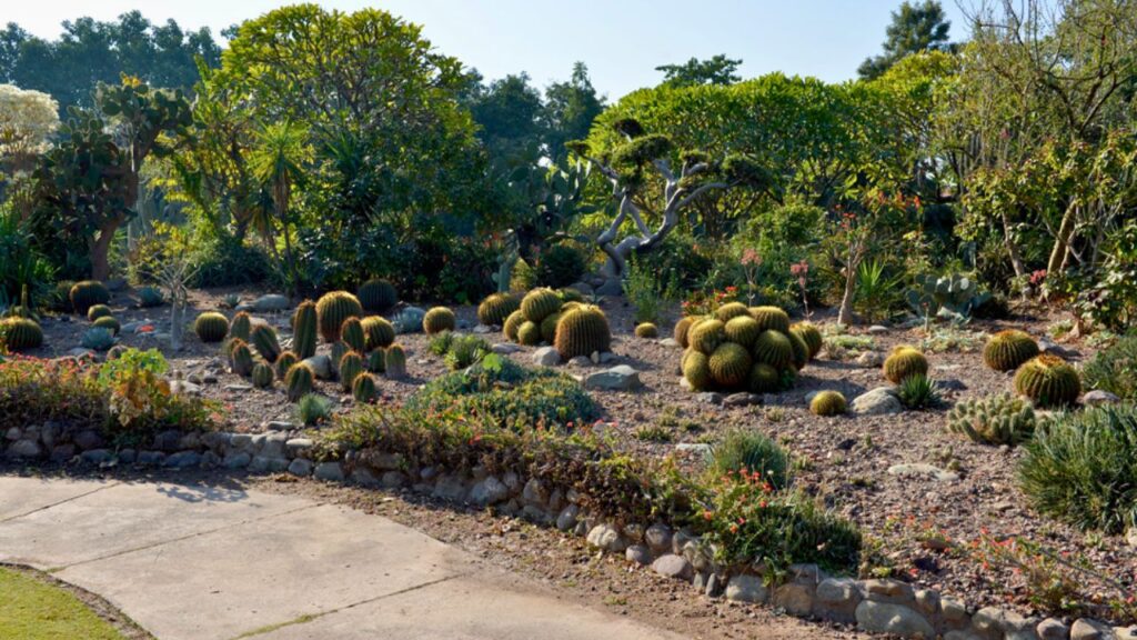 Cactus Garden